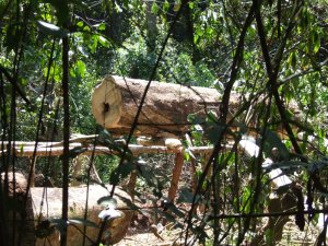 Illegally cut mahogany log