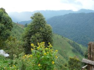 Bwindi View
